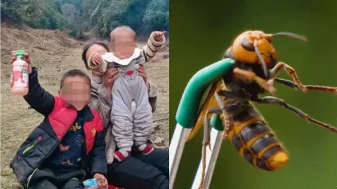 云南兄妹被胡蜂蜇伤身亡